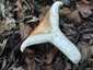 Begöngyöltszélű tejelőgomba (Lactarius zonarius), Pilis